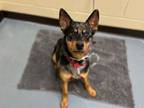 Adopt ATTICUS a Australian Cattle Dog / Blue Heeler, Mixed Breed