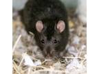 Adopt Elm a Rat