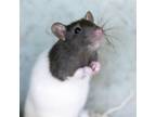 Adopt Cypress a Rat