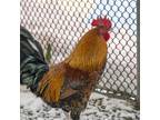 Adopt Nando a Chicken