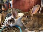 Adopt Nimbus and Nova - Bonded Pair a Bunny Rabbit