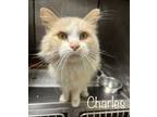 Adopt Charles a Domestic Long Hair