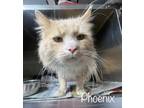 Adopt Phoenix a Domestic Long Hair