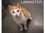 Adopt Lannister (FCID# 03/06/2024 - 28 Brookhaven PS) C a Domestic Short Hair