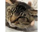 Adopt Cumulus a Domestic Short Hair