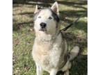 Adopt Leeroy a Alaskan Malamute