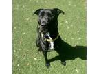 Adopt Thawne a Black Labrador Retriever