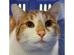 Adopt Rothes a Domestic Short Hair