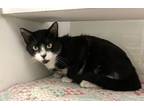 Adopt BOBBY a Domestic Short Hair