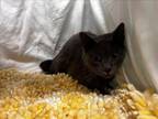 Adopt SMOKEY a Domestic Short Hair