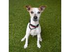 Adopt Skip a Jack Russell Terrier