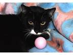 Adopt SAMUEL a Domestic Short Hair