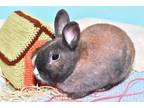 Adopt WESSON a Bunny Rabbit