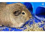 Adopt CHASE a Guinea Pig