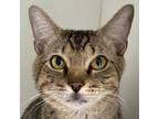 Adopt Oxford a Domestic Short Hair