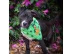 Adopt Snickers a American Staffordshire Terrier