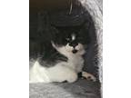 Adopt JEEPERS a Domestic Short Hair
