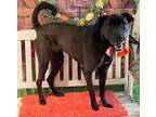 Adopt Pop a Labrador Retriever, Mixed Breed