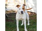 Adopt Nolyn 20381 a Pit Bull Terrier