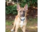 Adopt Ravioli 20423 a German Shepherd Dog, Mixed Breed