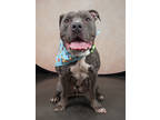 Adopt Damon a Pit Bull Terrier, Mixed Breed