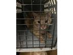 Adopt peel a Oriental Long Hair, Domestic Short Hair