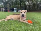 Adopt TUTTI-FRUTTI a Pit Bull Terrier, Mixed Breed