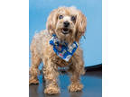 Adopt Superbad- ADOPTED a Yorkshire Terrier, Mixed Breed