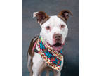Adopt Bourbon a Pit Bull Terrier, Mixed Breed