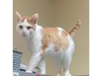 Adopt Barrel a Domestic Short Hair