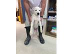 Adopt Dapper Dan a Pit Bull Terrier, Mountain Dog