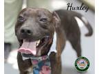 Adopt 24-03-0915 Huxley a Pit Bull Terrier