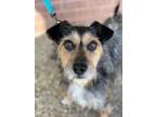 Adopt Doug a Wirehaired Terrier