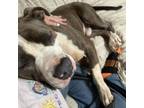 Adopt Purple Dinosaur a Pit Bull Terrier, Mixed Breed
