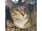 Adopt Archibald a Domestic Short Hair