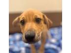 Adopt Nigel a Labrador Retriever, Mountain Cur