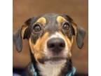 Adopt Wyley a Dachshund, Manchester Terrier