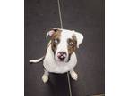 Adopt Denver 41004 a Pit Bull Terrier
