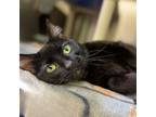 Adopt Midnight a Domestic Short Hair