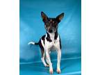 Adopt Sage a Rat Terrier, Mixed Breed
