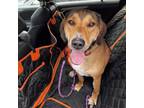 Adopt Toby a Catahoula Leopard Dog, Treeing Walker Coonhound