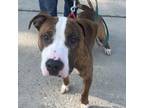 Adopt Stuka a American Staffordshire Terrier