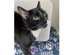 Adopt Edwin (bonded with Vlad) a Domestic Short Hair
