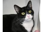 Adopt Vlad (bonded with Edwin) a Domestic Short Hair