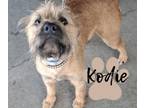 Adopt Kodie a Terrier