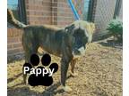 Adopt Pappy a Pit Bull Terrier