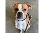 Adopt PATRICK a Boxer