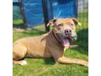 Adopt PHILLIP a Pit Bull Terrier