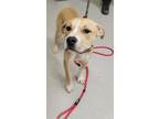 Adopt FISHER a Pit Bull Terrier, Mixed Breed