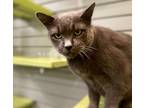 Adopt Boris a Domestic Short Hair